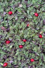 Red ripe brier berries fallen from wild rose bush lying on ground on green Cotula Potentillina...