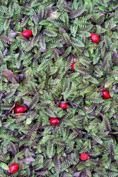 Red ripe brier berries fallen from wild rose bush lying on ground on green Cotula Potentillina leaves in autumn. Edible fresh sweet berries rich in vitamin C, natural antioxidant, useful for health