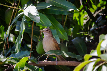 Sabiá-barranco (Turdus leucomelas), também chamado de sabiá-pardo . Pássaro.