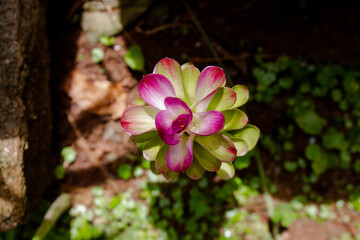 O açafrão-da-terra (Curcuma longa), conhecido também como cúrcuma, turmérico, raiz-de-sol,...