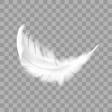 Fototapeta Vector white soft feathers on transparent background