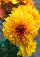 スプレー菊　ポンポン咲き