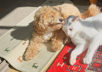 犬と猫の日向ぼっこ