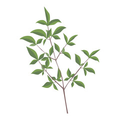 南天の葉のイラスト