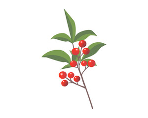 鮮やかな南天の小枝のイラスト