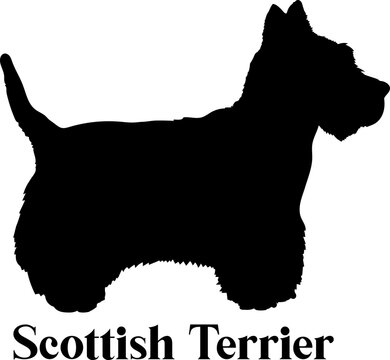 Scottish Terrier. Dog silhouette dog breeds logo dog monogram logo dog face vector
SVG PNG EPS