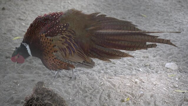 pheasant male in the wild multan zoo