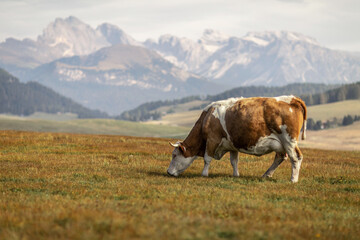 Fototapeta na wymiar A cow on a mountain pasture in front of an idyllic landscape scenery in autumn outdoors