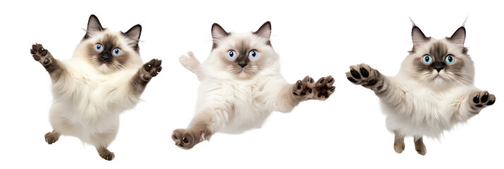 A trio of funny flying grumpy Ragdoll cats isolated against a transparent background, showcasing their fluffy fur and distinct personalities