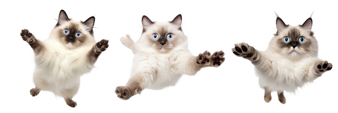 A trio of funny flying grumpy Ragdoll cats isolated against a transparent background, showcasing their fluffy fur and distinct personalities