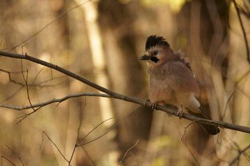 Autumn in the forest, a jay sat on a tree, the sun is shining, and there are shadows on the paths below