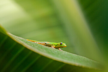 Green Gecko on banana leaf