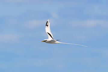 Paille-en-Queue or Phaeton is flying with a blue sky