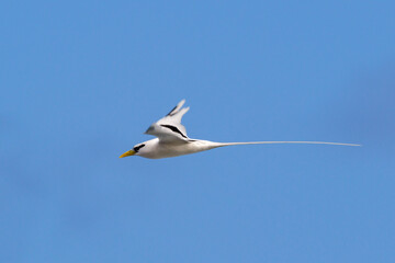 Paille-en-Queue or Phaeton is flying with a blue sky