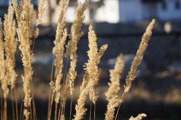 Wheat swaying in the wind on sunny day