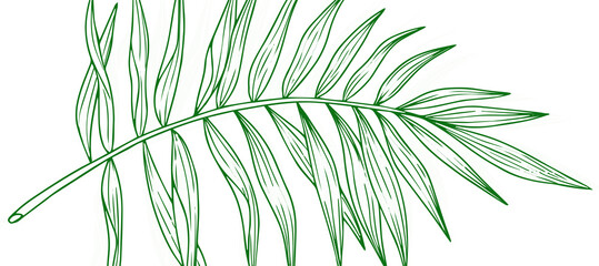 Green Palm Leaf Outline Nature Abstract background Wallpaper