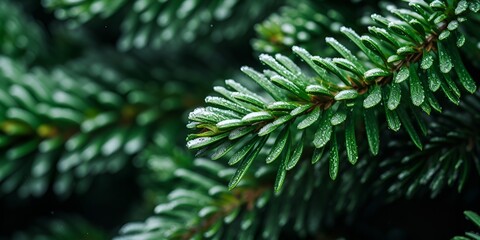 Snowflake Elegance, Close Up of Christmas Tree in Transparent Water, Ideal for Christmas Backgrounds