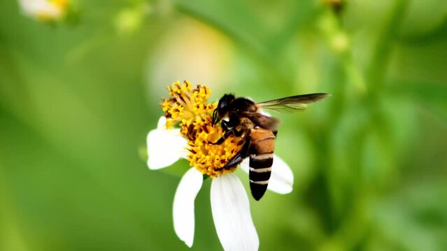 Bees looking for nectar from flowers in nature, animal life concept in nature, slow motion 4x