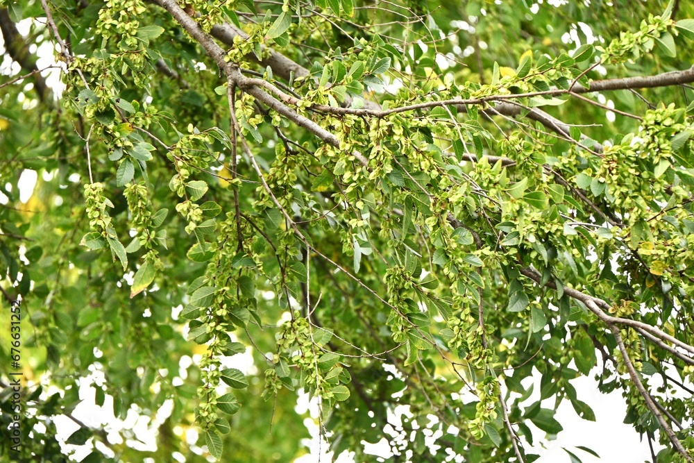 Poster Lace bark elm / Chinese elm ( Ulmus parvifolia ) fruits ( Samara ). Ulmaceae deciduous tree. Flowers bloom in September and samara ripens in November.