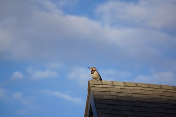 Northern Flicker perched on roof of house