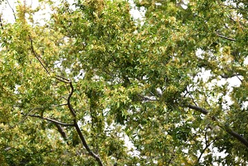 Fototapeta na wymiar Lace bark elm / Chinese elm ( Ulmus parvifolia ) fruits ( Samara ). Ulmaceae deciduous tree. Flowers bloom in September and samara ripens in November.