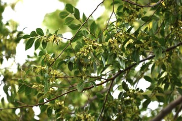Lace bark elm / Chinese elm ( Ulmus parvifolia ) fruits ( Samara ). Ulmaceae deciduous tree....