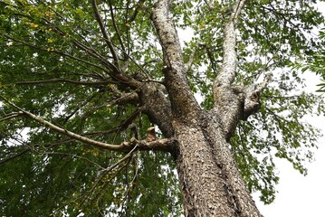 Lace bark elm / Chinese elm ( Ulmus parvifolia ) fruits ( Samara ). Ulmaceae deciduous tree. Flowers bloom in September and samara ripens in November.