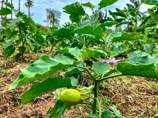 Selective focus. Growing vegetables in an industrial greenhouse green eggplant.
