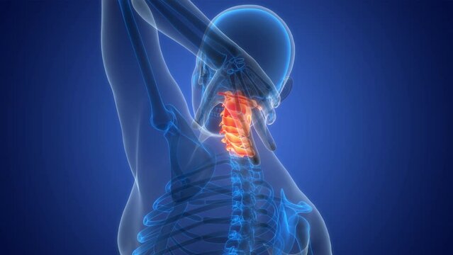 Spinal Cord Vertebral Column Cervical Vertebrae of Human Skeleton System Anatomy Animation Concept