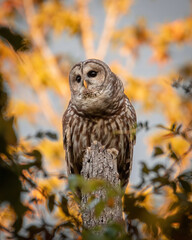 Alabama Barred Owl