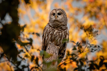 Alabama Barred Owl
