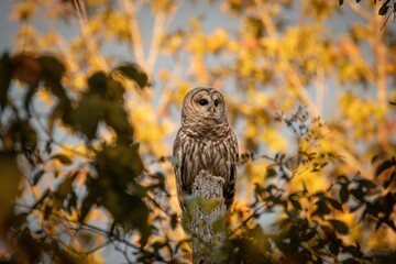 Alabama Barred Owl