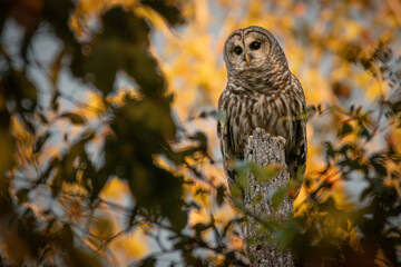 Alabama Barred Owl