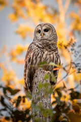 Alabama Barred Owl