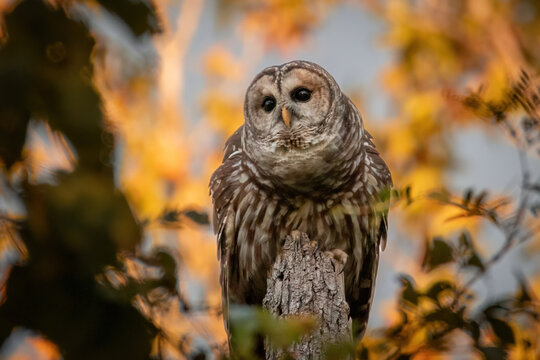 Alabama Barred Owl
