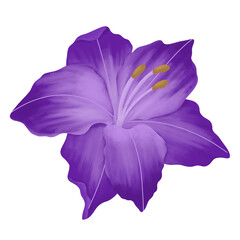 Gladiolus Flower watercolor