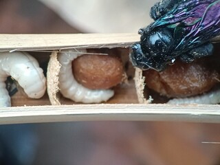 carpenter bees and larvae in their nests. a type of bee from the genus Xylocopa of the subfamily Xylocopinae. This bee has a large stature and likes to make nests in wood or bamboo. Top angle photo