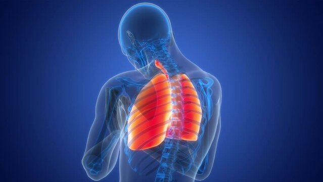 Human Respiratory System Lungs Anatomy Animation Concept