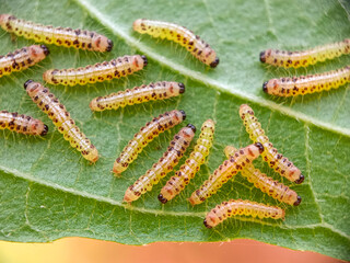 caterpillar on a leaf