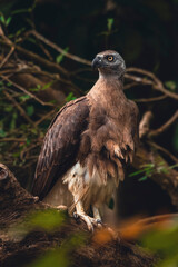 Eagle in Sri Lanka