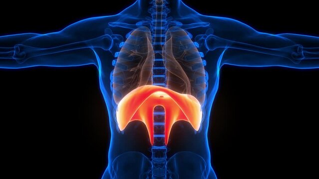 Human Respiratory System Diaphragm Anatomy 