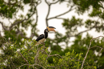 Malabar pied hornbill