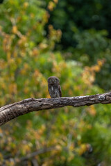 Obraz premium Jungle Owlet in Sri Lanka