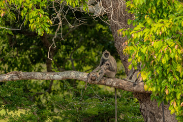 Tufted gray langur