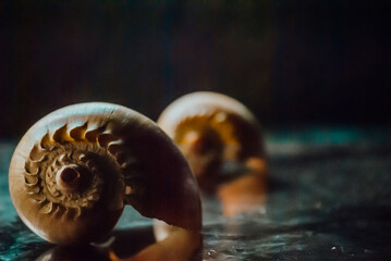 sea shell on a table