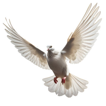 A free flying white dove isolated on transparent background.