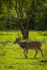Sri Lankan Deer
