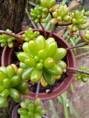 The plant family Crassulaceae. It is a succulent plant originating in Mexico.The leaves of Sedum rubrotinctum change colour from green to red during the summer months as a protective adaptation.