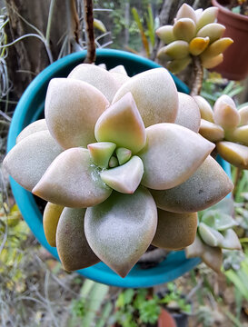 Graptopetalum pentandrum ssp superbum is a very attractive perennial succulent plant. It produces multiple fleshy rosettes, with lavender leaves, flat and resistant flattened, about 12cm in diameter.