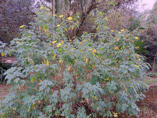 Tithonia diversifolia, called daisy or Mexican sunflower, is a shrubby herb of the family Asteraceae (tribe Heliantheae) that occurs from Central America to the West Indies. Naturalized in the tropics